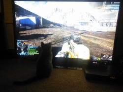 He likes to watch me play Battlefield lol. Sometimes he even &ldquo;helps&rdquo; by catching the floating things on the screen