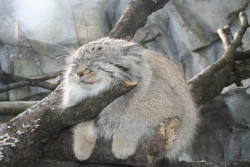 lunar-lavender:  persephonehazard:  big puffy gorgeous ridiculous like what the fuck are you  It’s a manul, aka Pallas cat, aka wild lumploaf and they are basically the best and most ridiculous big puffy gorgeous ridiculouses in the world. 