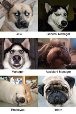 The hierarchy of office life