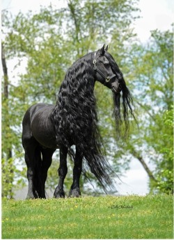 dragonlordoferebor:  blame-blam:  bluuberg:  ostwinner:  nakirambleszes:  zambiunicorn:  look someone just buy me a huge black horse for my birthday ok  holy shit this horse is a bishounen.  Holy shit that horse’s hair looks like mine after it’s been