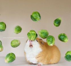 loopyleprechaun:  I googled guinea pig with brussel sprouts and let me tell you I was not disappointed  