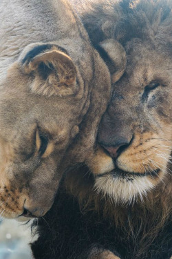 ilaurens:  African Lions - Our Love Is Here To Stay - By: (Harimau Kayu) 