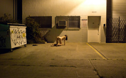 training-your-property:  Turned out of the house for being a pain, the pup was left to spend the night on the harsh pavement.  She was thanking her luck that it was a quiet night on the block, but any hope of being let in again died when the lights inside