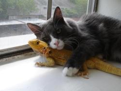 the-dodo:  Cat Found A Lizard Friend And Is Totally Keeping HimPuppet the cat was living an ordinary life, doing what cats do — until she met Puff (yes, that’s really his name) the bearded dragon. Now the pair are pretty much inseparable, and nothing