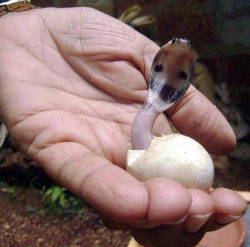 texan-pirate:  sixpenceee:  A newborn cobra!   The littlest danger noodle! 
