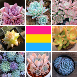 lgbt-mood:  Pansexual with succulents themes for anon - mod Lior