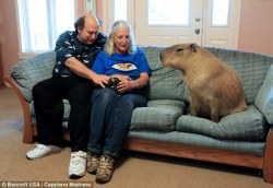 dreamyfreakfromouttaspace:  bioshoghma-infinium:  majorstranger:  ‘It’s no different to having a dog or cat’: The Texas couple who share their home with an EIGHT-STONE capybara named Gary… and even let him sleep in their bed.  sON OF A BITCH 