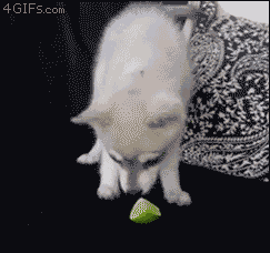 jovgrey:  terranell:  One could not even HOPE for a better reaction to the surprise of licking a lime.  XD  AHHHHHH 