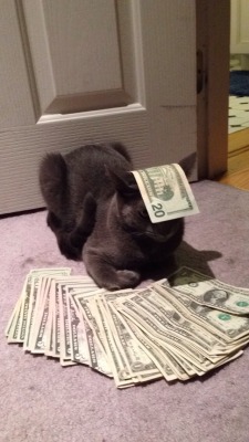 uncomfortablecucumber:  This is money cat. He only appears every 1,383,986,917,198,001 posts. If you repost this in 30 seconds he will bring u good wealth and fortune. 