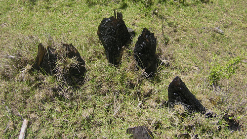 A burnt tree stump: a remnant of the forest fire of 2003, where KFS suffered a major setback to its reforestation efforts.