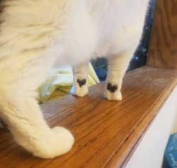 emerald-imperial:please look at my cat’s feet