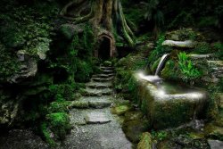 ponymacoroni:  odditiesoflife:  Puzzlewood Magical Forest — The Real Middle Earth Puzzlewood is a unique and enchanting place, located in the beautiful and historic Forest of Dean in Gloucestershire, England. There is more than a mile of meandering