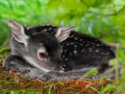 phalloid-destroyer: witlovesyou:  A very unusual genetic color variation in white-tailed deer — rarer even than albinism — produces all-black offspring in that species which are known as “melanistic” or “melanic” deer.    an angel!  Note,