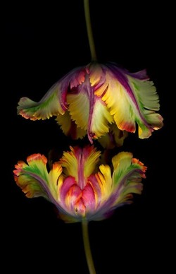 Surreal symmetry (beautiful Parrot Tulips, an exquisite hybrid)