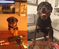 awwww-cute:  Rottweiler puppy, then 1 year later 
