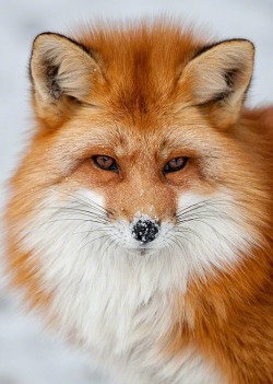 beautiful-wildlife:  Frosty Foxy by Christopher Dodds