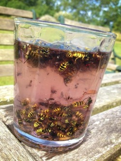 facts-i-just-made-up:  punchingpatriarchy:  facts-i-just-made-up:  A Long Island Iced Bee Made with Vodka, Gin, Tequila, Rum, and LIVE BEES. The Long Island Iced Bee is becoming popular in college towns across America despite its noxious odor and the