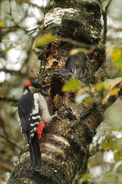 headlikeanorange:Great Spotted Woodpecker