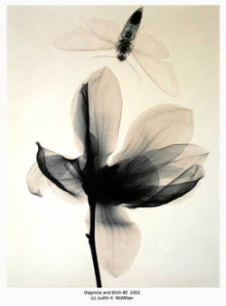 sarena-babaroga:  The magnolia blooms so sweetAnd it fades just the same - Mark Langean (The Gravedigger’s Song)