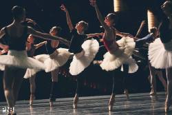 birdasaurus:Look at how pretty the rehearsing swans are. (Pacific Northwest Ballet)
