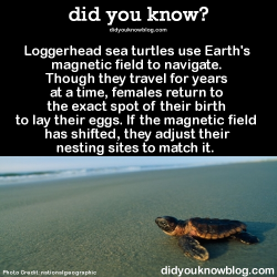 did-you-kno:  Loggerhead sea turtles use Earth’s magnetic field to navigate. Though they travel for years at a time, females return to the exact spot of their birth to lay their eggs. If the magnetic field has shifted, they adjust their nesting sites