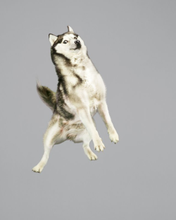 thediluteddreams:  stormofthunder:  mymodernmet:  German photographer Julia Christe’s hilarious Freestyle Series captures the motion of various types of dogs as they leap through the air.    boxfivebaritone 