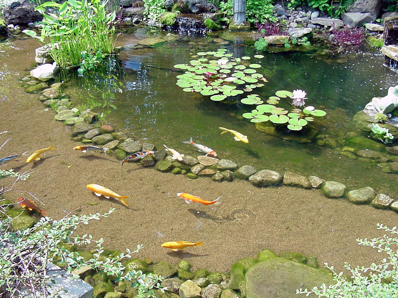 goldfish gardens koi fish Ponds koi ponds hummingfrog13 •