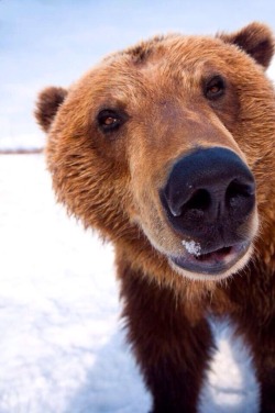 abearygoodblog:  mustangblood:  HULLO I AM BEAR  the best bear picture i have ever seen. ohh my god. 