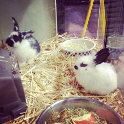 Bunnys! Omg I really want to buy the tinny one 