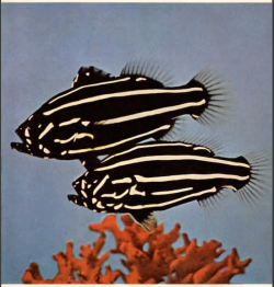 nemfrog:Grammistes sexlineatus, goldenstriped soapfish.  Salt Water Aquarium Fish.1963. 