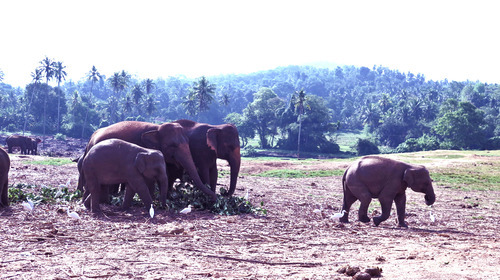 Sri Lanka Road Trip Tour 2 Days Pinnawala Elephant Orphanage