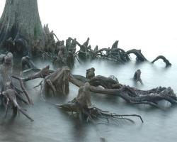 unexplained-events:  Anthropomorphic Tree Anthropomorphism which is the recognition of human-like characteristics or form in animals, plants or non-living things. This tree, which can be found in the Outer Banks of North Carolina, has roots which have