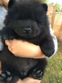 thecutestofthecute:  renjin-chan:  awwww-cute:  It looks so soft  is this a puppy or a bear  the world may never know 