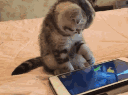 empireofthegifs:  Cat deceived by Technology Source: http://phygee.com/downloads/full/609.gif 