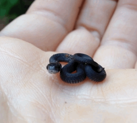 snake baby