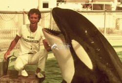 fuckyeahorcinusorca:  &ldquo;I trained the very first orca in captivity in the eastern United States. That was way back in 1968. Hugo was his name. The young orca was violently captured in Vaughn Bay near Puget Sound, WA. Hugo would smash his head against