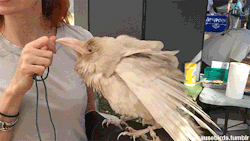 dink-182:  becausebirds:  I met this albino Raven named Pearl today. It is only one of four known albino Ravens in the whole world. Pearl lives in this woman’s house. The handler has a permit, and the bird is property of the government (like hawks and