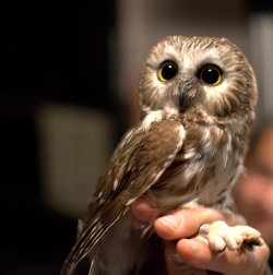animal-factbook:  Despite being named after a scary, annoying noise, screech owls are actually very startled by loud noises. They really don’t like Metallica concerts and prefer John Mayer or Vance Joy instead. 