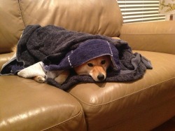 yakul-fox:  Sleepy… Cozy in bath towels… 