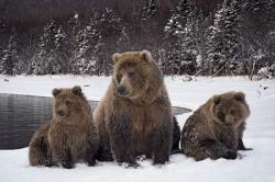 Chillin’ with mom (Grizzly Bear with her cubs)