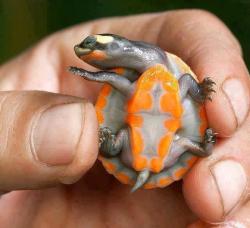 rob1ch:    This beautiful animal is Red-bellied short-necked turtle. It is found in Australia and Papua New Guinea, and in Australia it is highly endangered. These stunning colours are highly pronounced as infants and juveniles, but fade as they age.