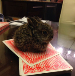 omgbuglen:  There’s a little hare on the table