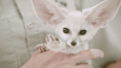  Energetic Baby Fennec Fox Explores the San Diego Zoo Nursery ** video ** 