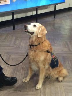 awwww-cute:  Meet Bretagne. This heroic girl is the last living service dog who was sent to ground zero 