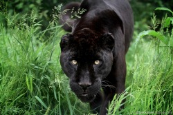 brookshawphotography:  A stunning Black Jaguar named Athena at WHF Big Cat Sanctuary…