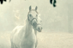 gotta love white horses. majestic creatures :)