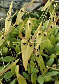 orchid-a-day:  Barbosella cogniauxianaSyn.: Restrepia cogniauxiana; Pleurothallis spegazziniana; Restrepia porschii; Barbosella porschii; Barbosella handroi; Barbosella riograndensisSeptember 8, 2019 