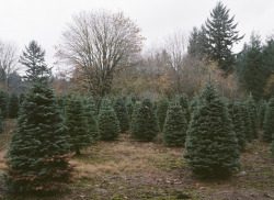 alysonbowen:  Spotted a tree farm somewhere outside of Portland, Oregon.120mm Kodak Portra 400. Bronica etrsi