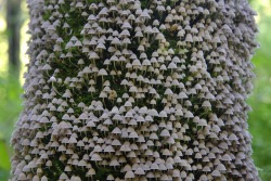 stunningpicture: Mushrooms blooming in the tree bark. 