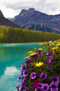 r2&ndash;d2:  Emerald Lake Flowers by (AngeStar) 